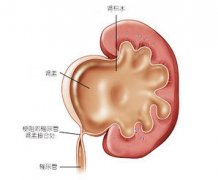 肾上腺疾病患者生活中有哪些注意事项？